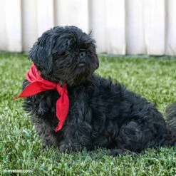 Can You Pet The Dog? Accessories Press A To Pet