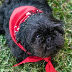 Can You Pet The Dog? Accessories Press A To Pet